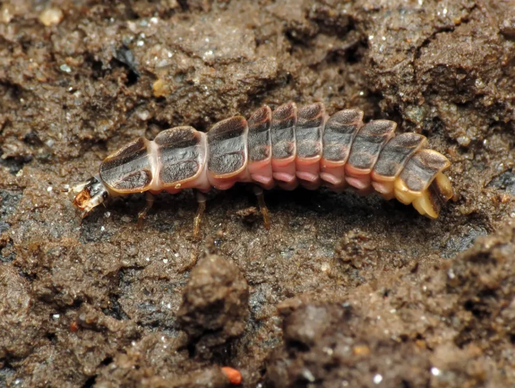 Life Cycle Lightning Bug