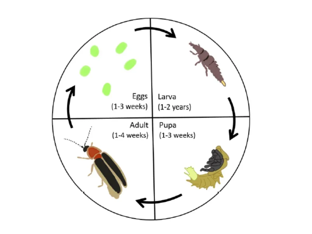 Life Cycle Lightning Bug