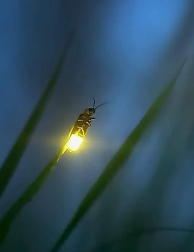 Life Cycle Lightning Bug
