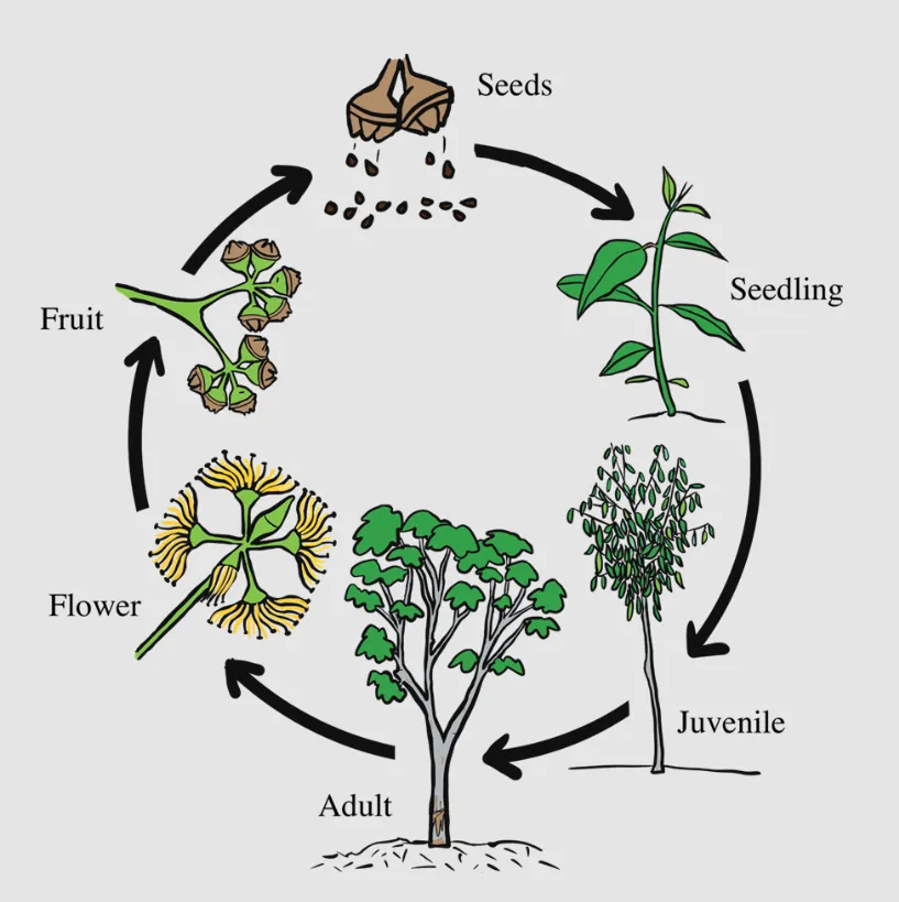 Life Cycle of Angiosperm
