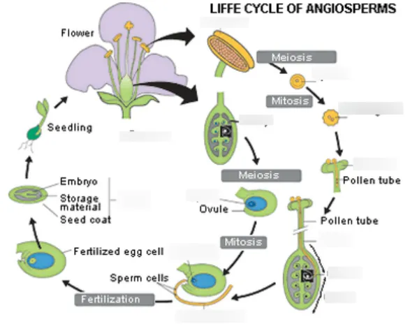Life Cycle of Angiosperm
