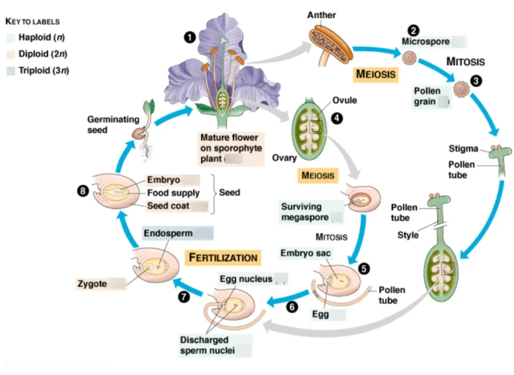 Life Cycle of Angiosperm