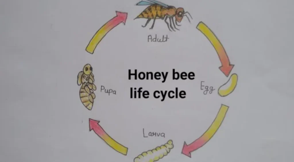 Life Cycle of Honey Bee