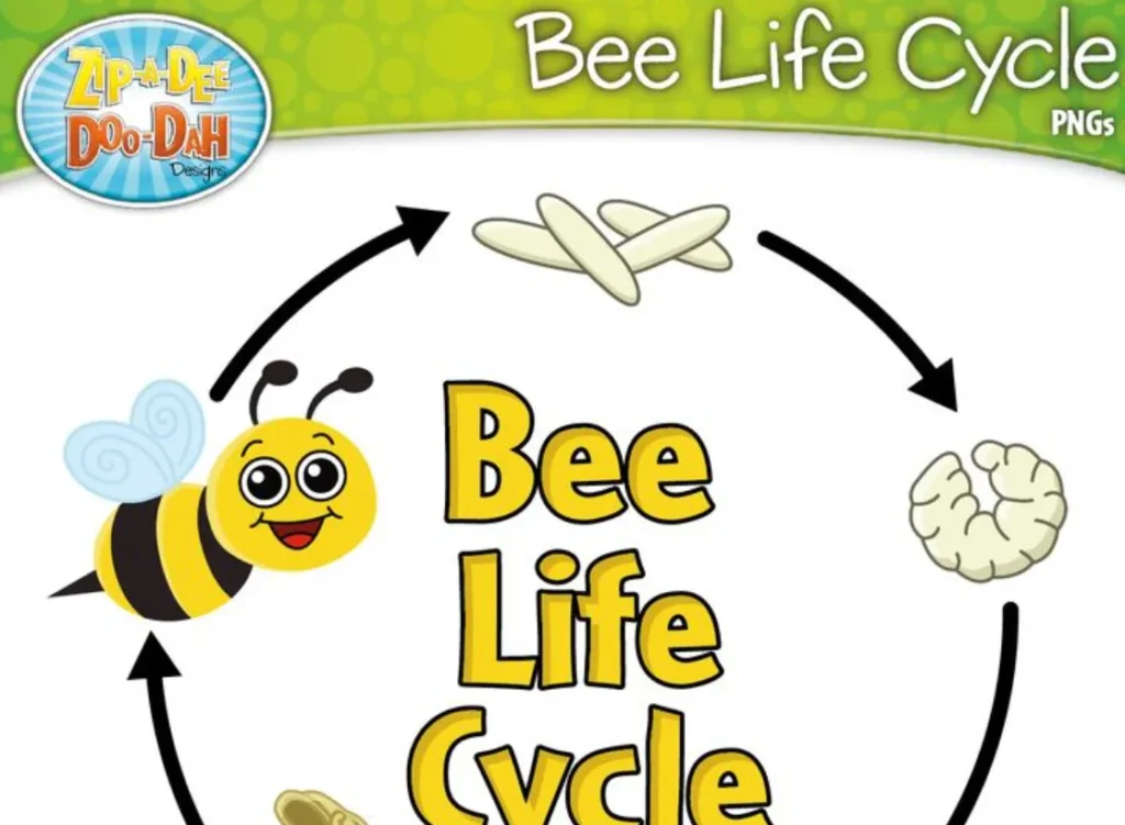 Life Cycle of Honey Bee