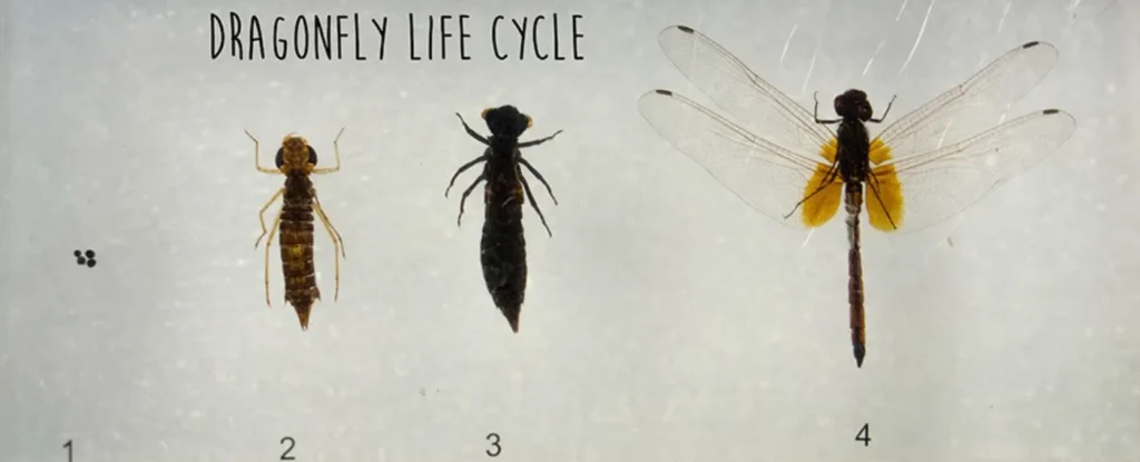 Life Cycle of a Dragonfly