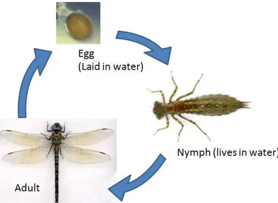 Life Cycle of a Dragonfly
