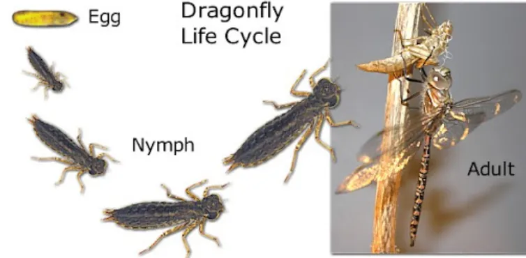 Life Cycle of a Dragonfly