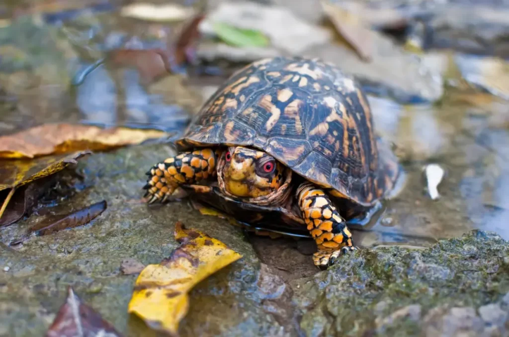Life Cycle of a Turtle