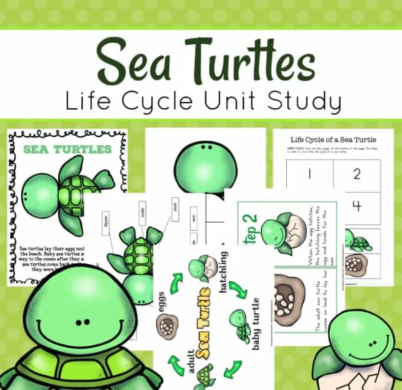 Life Cycle of a Turtle