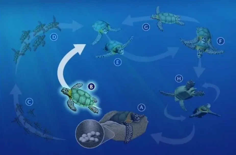 Life Cycle of a Turtle