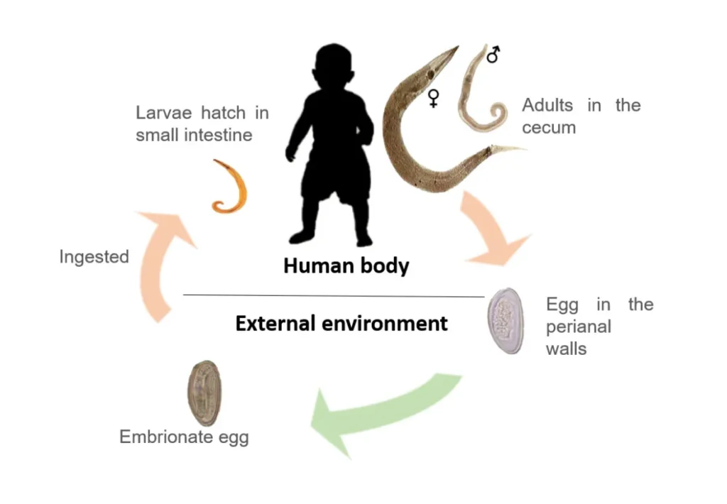 Life Cycle of Enterobiasis