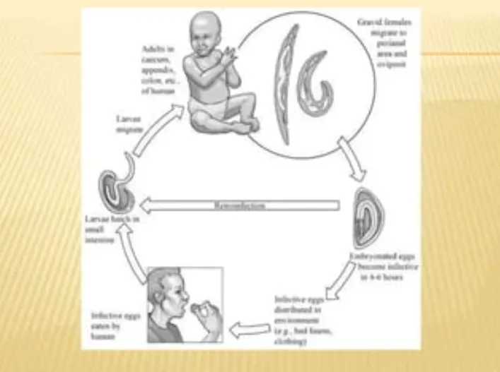 Life Cycle of Enterobiasis