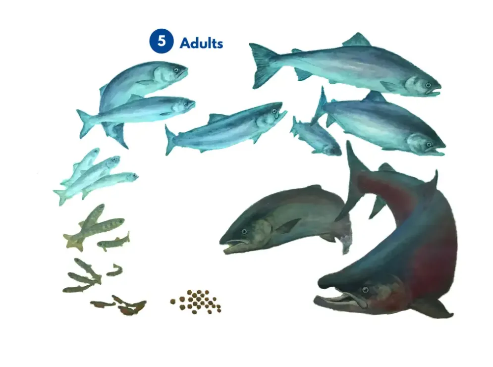 Life Cycle of Salmon