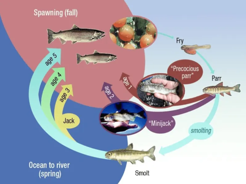 Life Cycle of Salmon