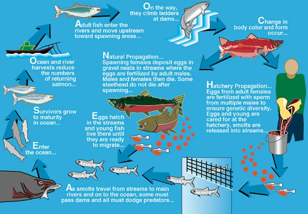 Life Cycle of Salmon