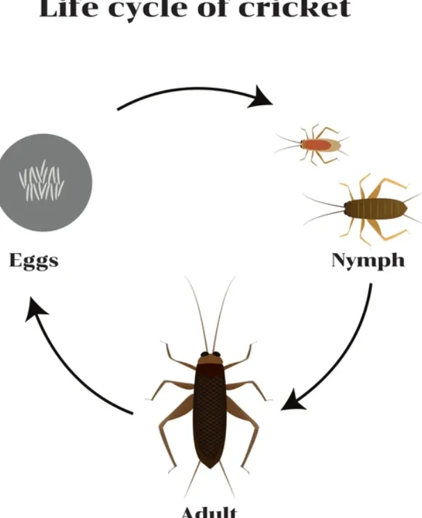 Life Cycle of Salmon