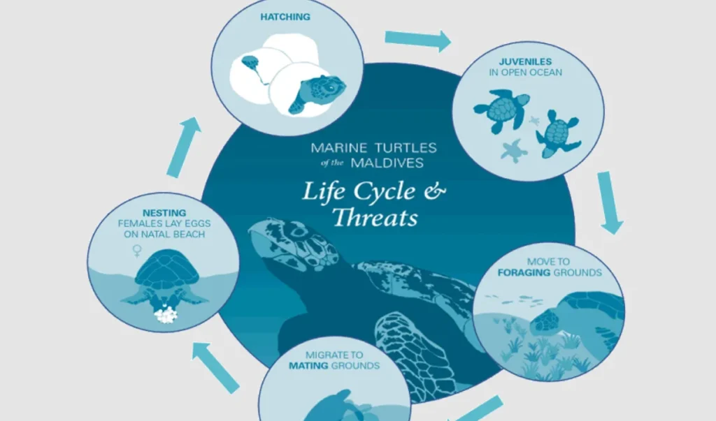 Life Cycle of Sea Turtle