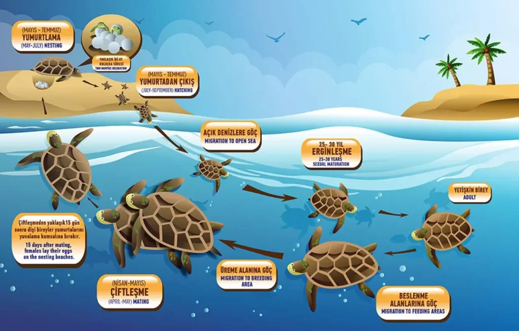 Life Cycle of Sea Turtle