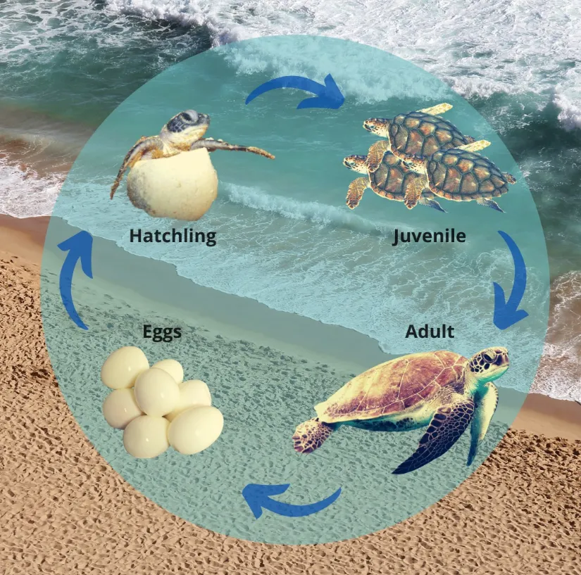 Life Cycle of Sea Turtle