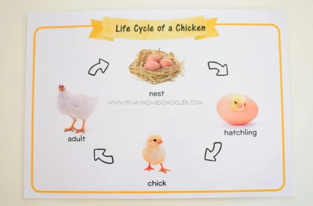 Life Cycle of the Chicken