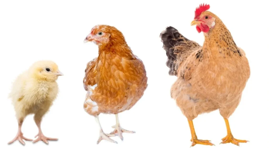 Life Cycle of the Chicken