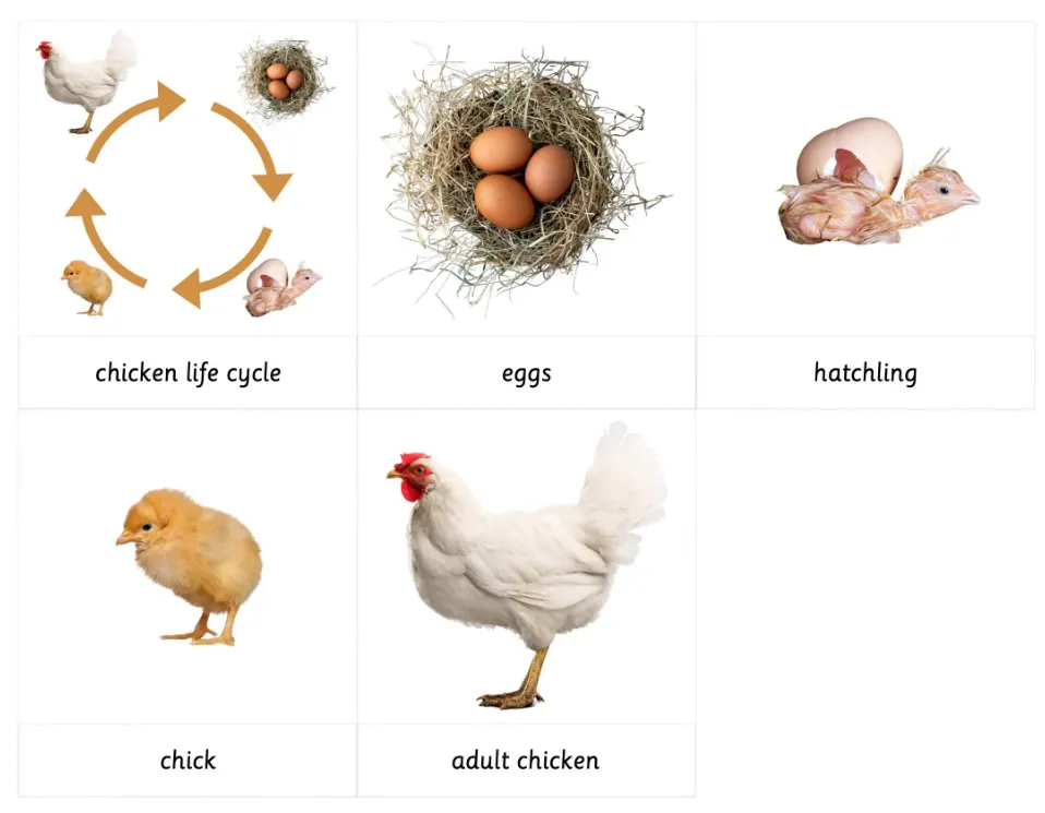 Life Cycle of the Chicken