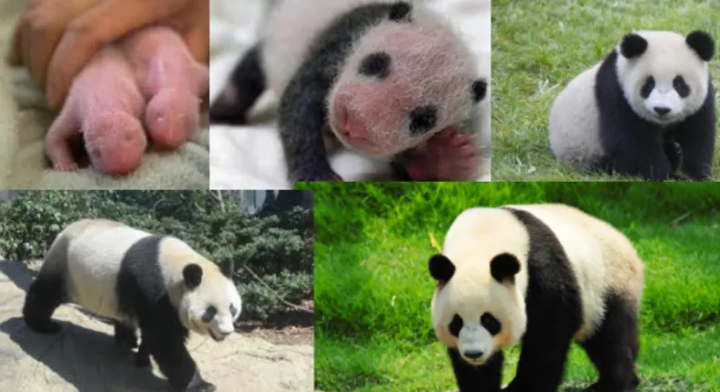 Life Cycle of the Panda