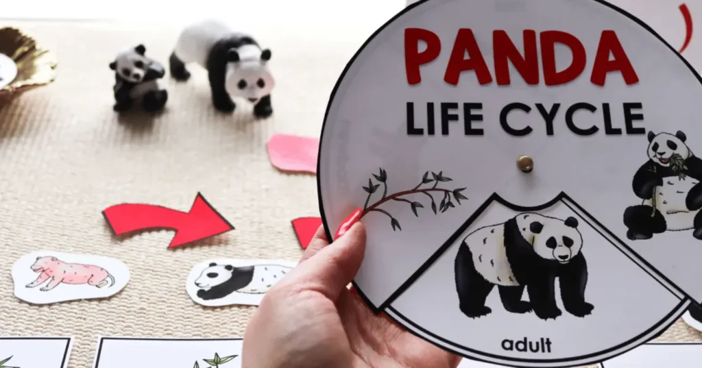 Life Cycle of the Panda