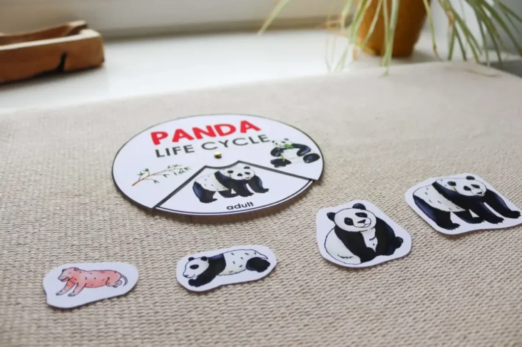 Life Cycle of the Panda