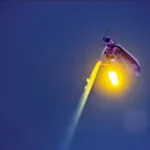 Life Cycle Lightning Bug