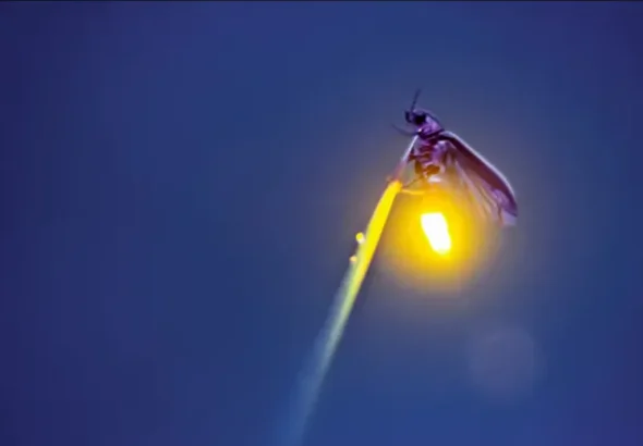 Life Cycle Lightning Bug