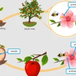 Life Cycle of Angiosperm