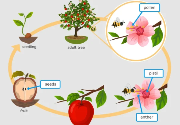 Life Cycle of Angiosperm