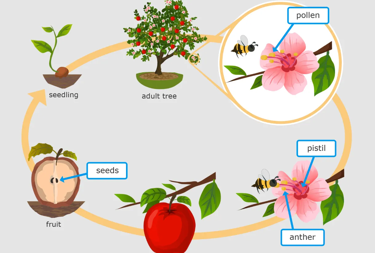 Life Cycle of Angiosperm