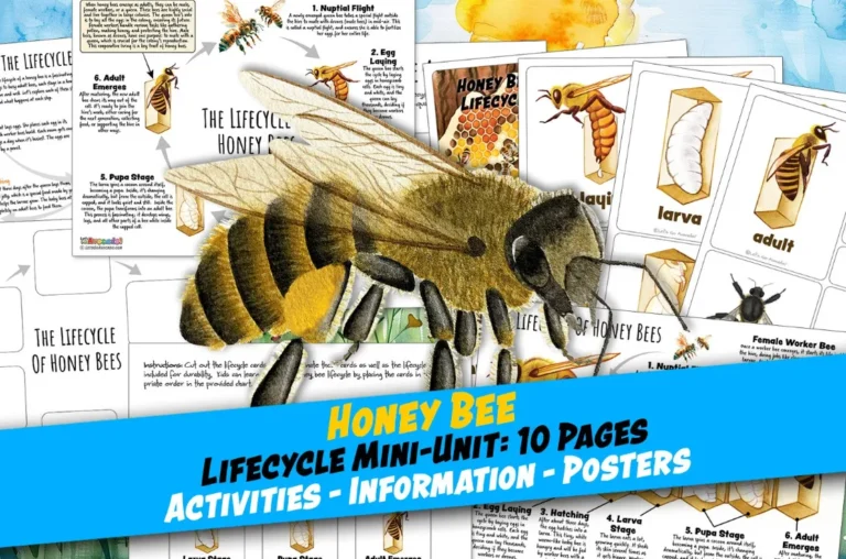 Life Cycle of Honey Bee