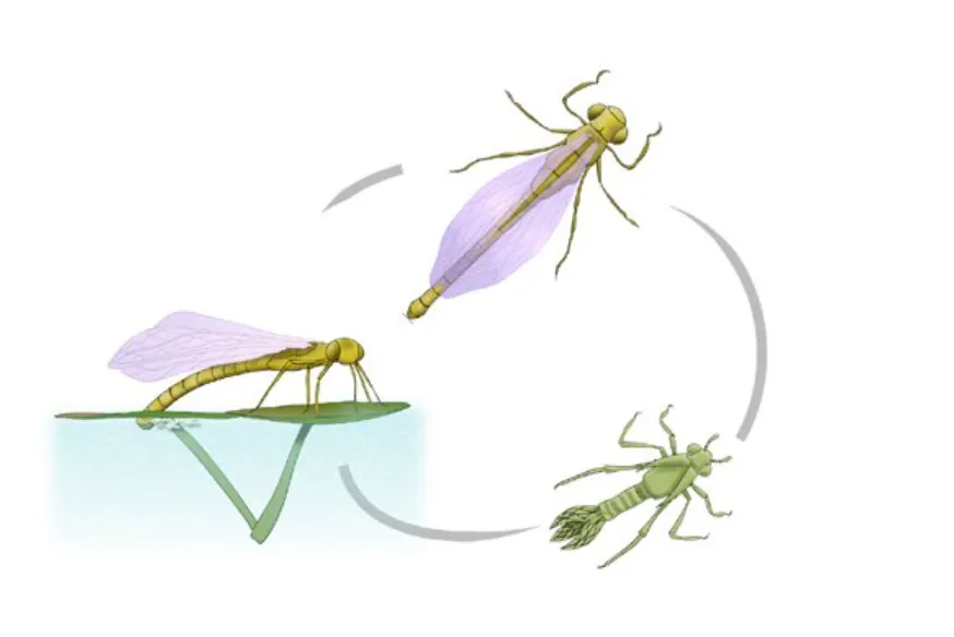 Life Cycle of a Dragonfly