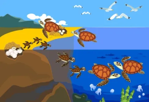 Life Cycle of a Turtle