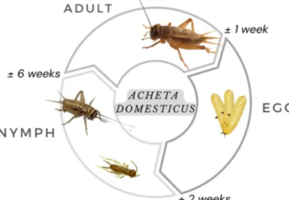Life Cycle of Salmon