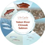 Life Cycle of Salmon