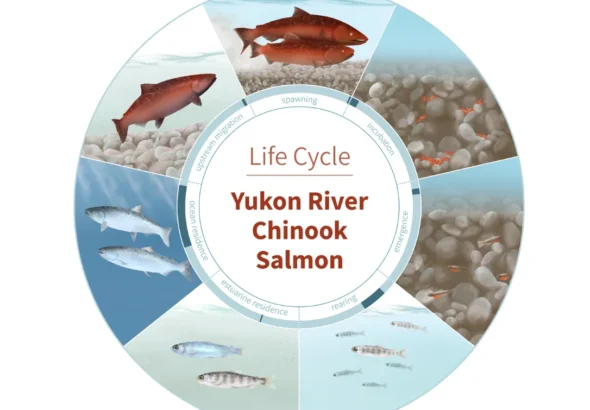 Life Cycle of Salmon