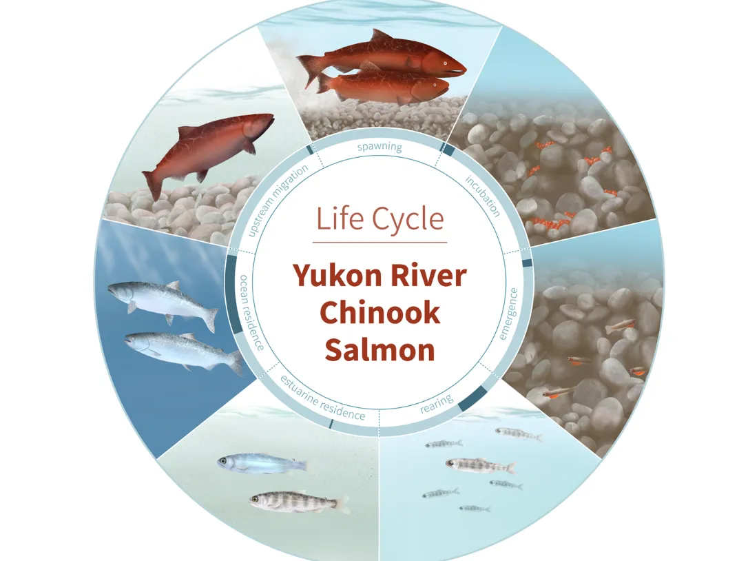 Life Cycle of Salmon
