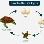 Life Cycle of Sea Turtle