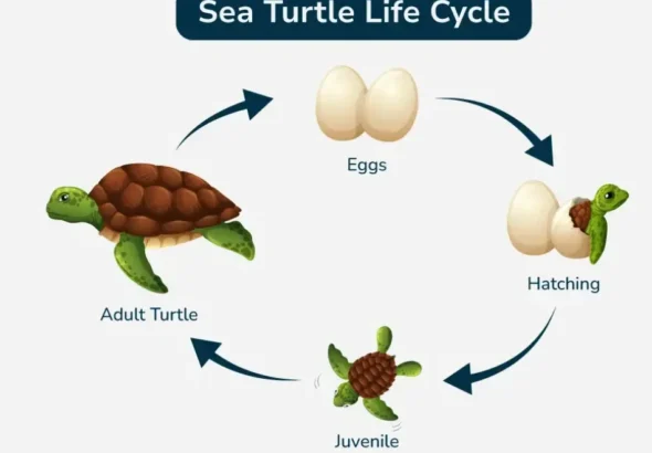 Life Cycle of Sea Turtle