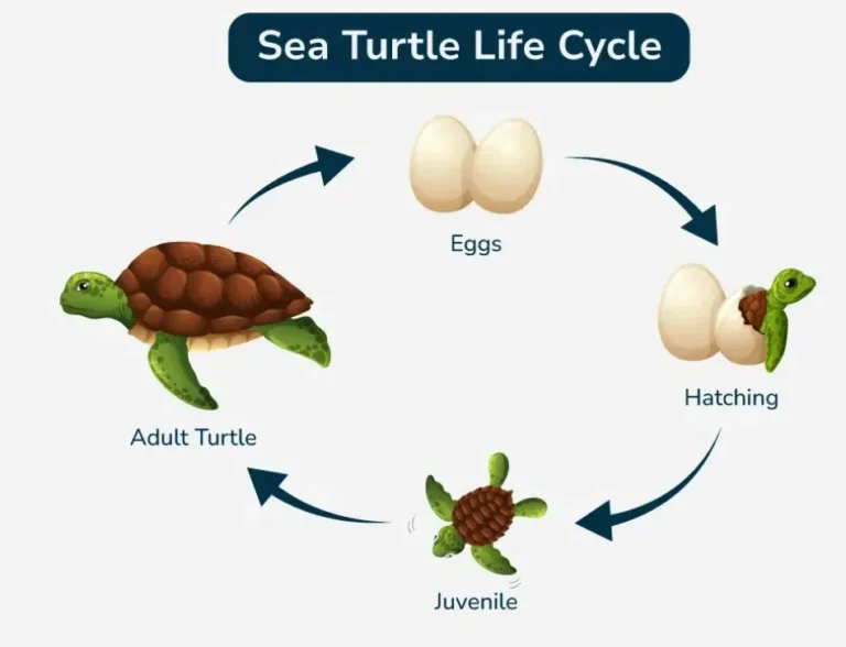 Life Cycle of Sea Turtle