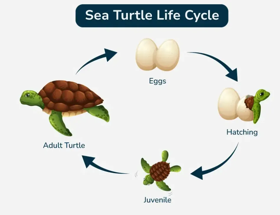Life Cycle of Sea Turtle
