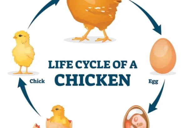 Life Cycle of the Chicken