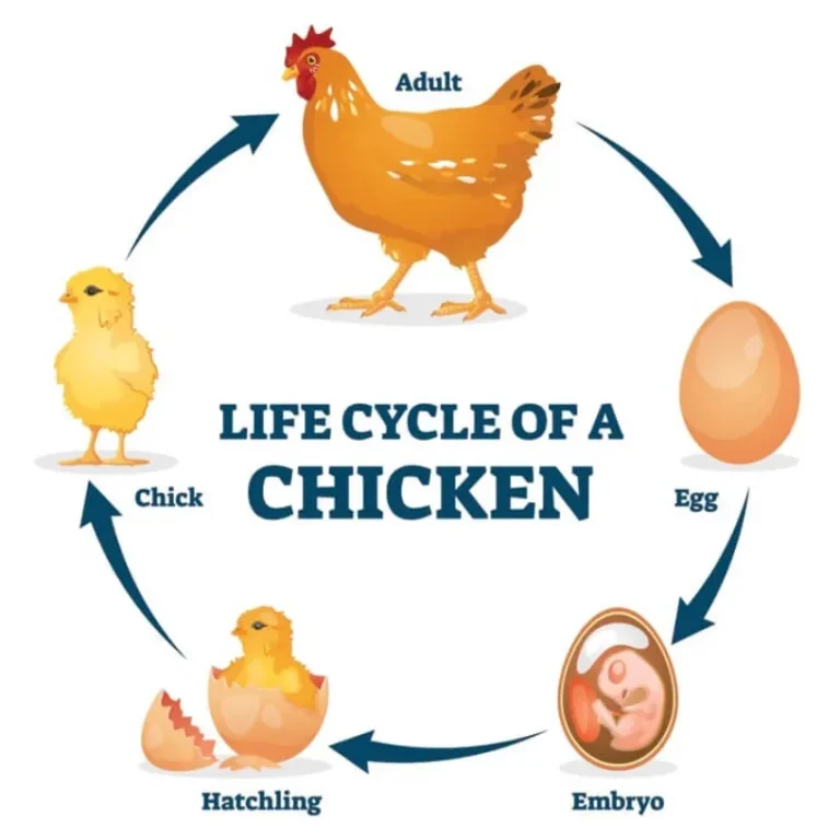 Life Cycle of the Chicken