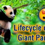 Life Cycle of the Panda