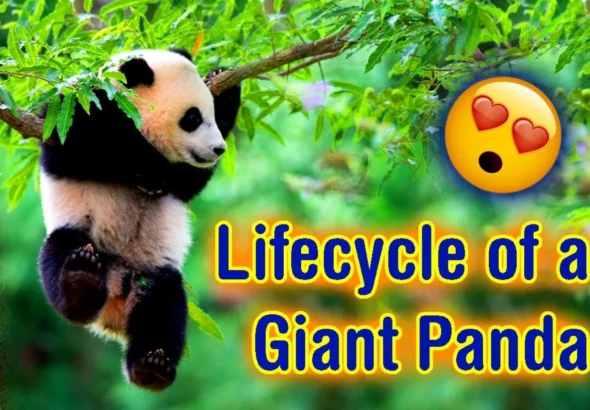 Life Cycle of the Panda